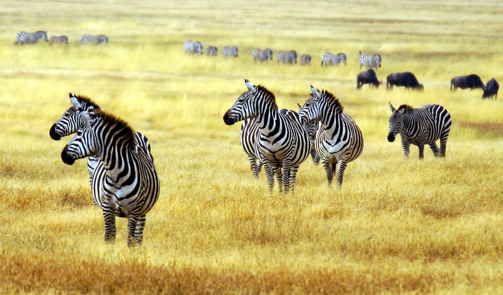 Zebras on the Savannah Tanzania Safari - Proud African Safaris