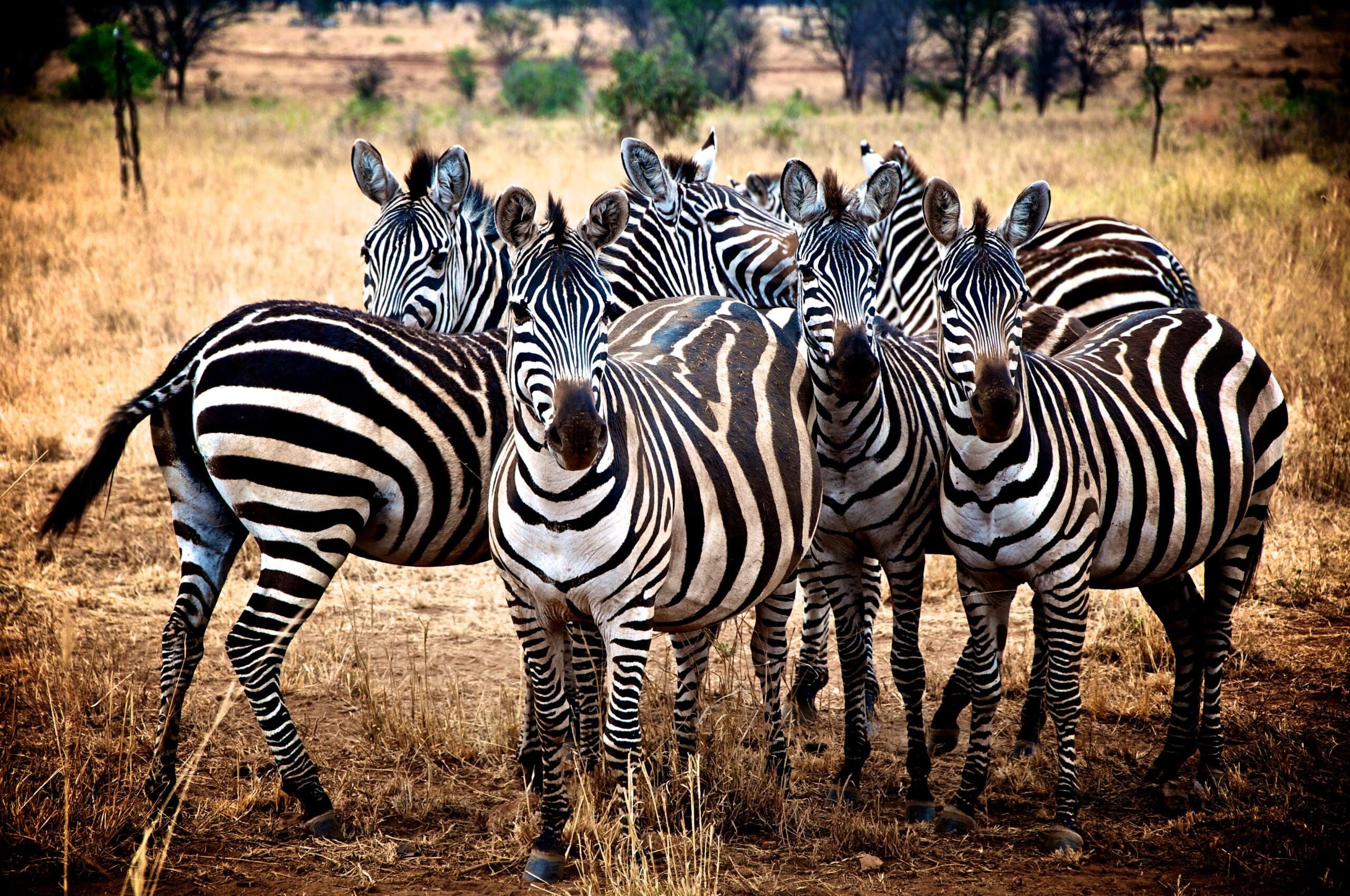 Group of zebras - Tanzania Safari - Proud African Safaris