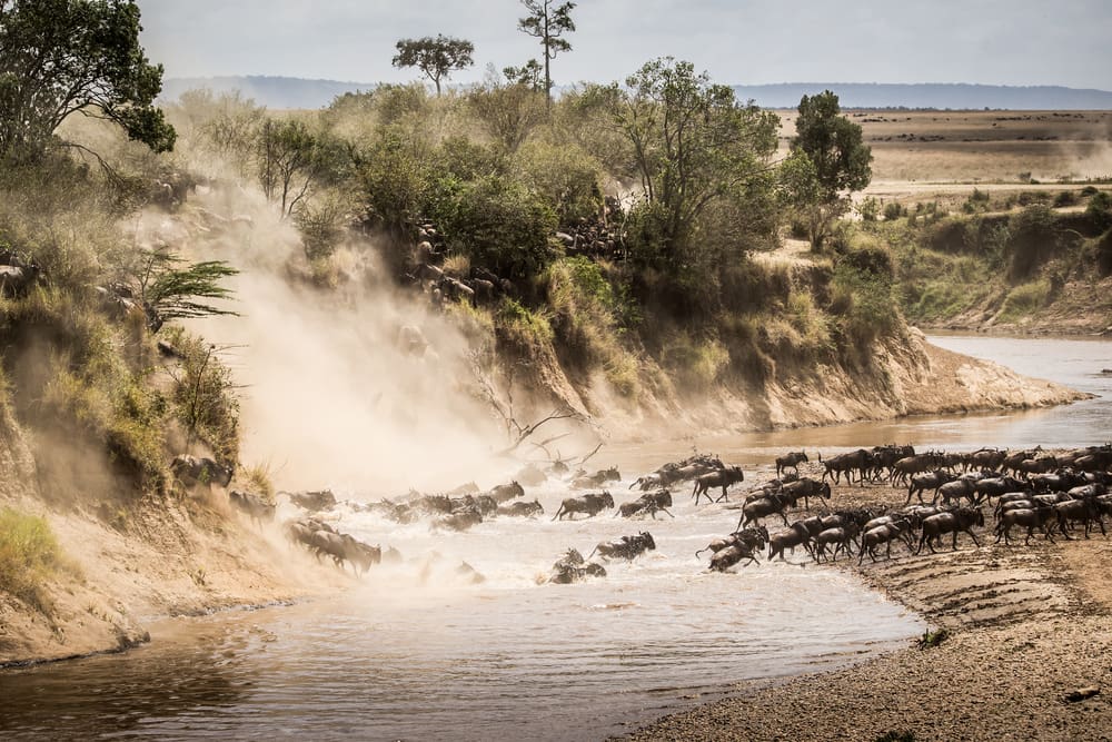 Wildebeest migration river crossing Tanzania Safari - Proud African Safaris