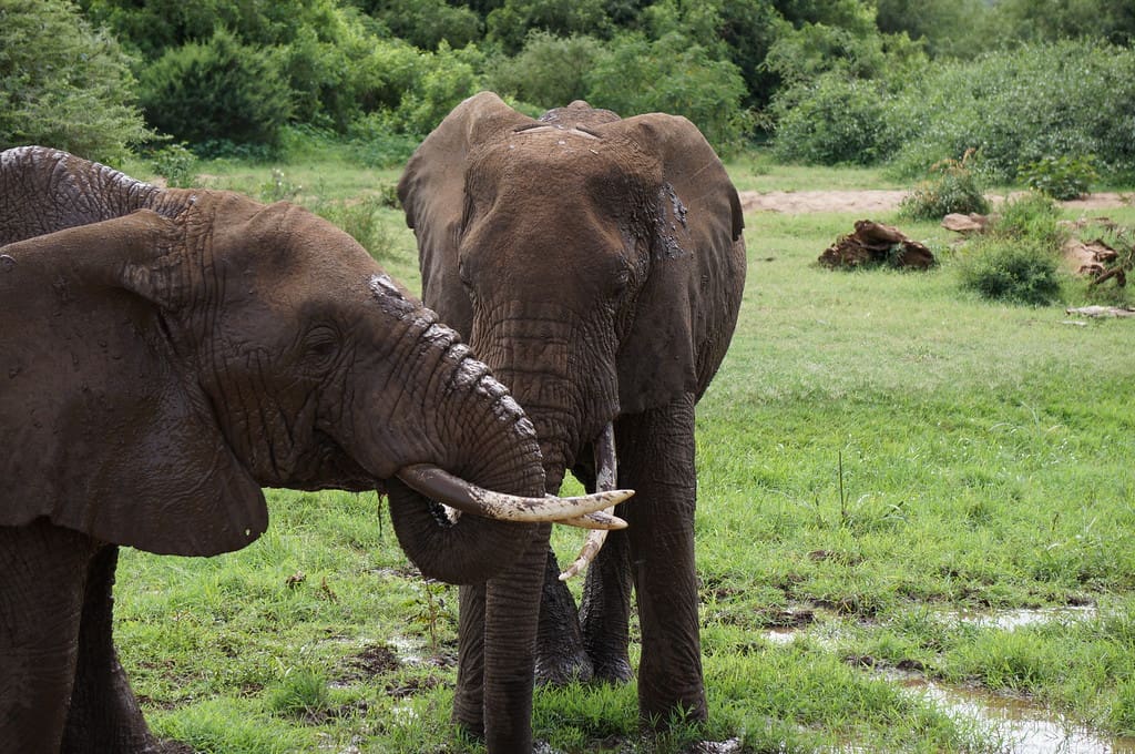 Elephants photo safari