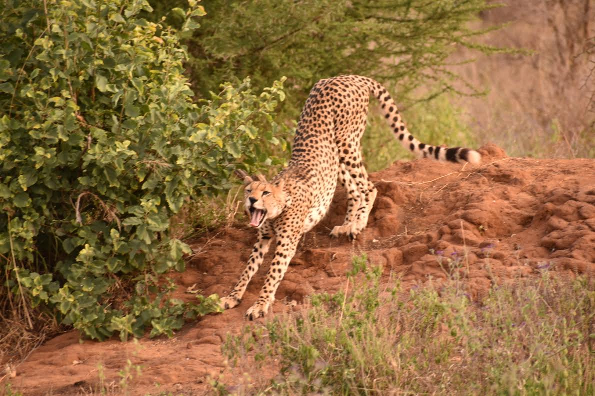 Cheetah stretching