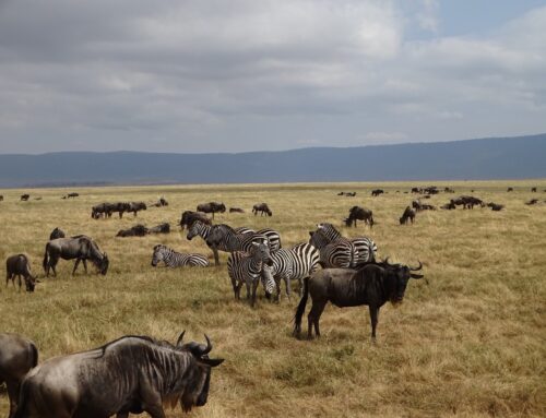 Be Part of History: The Great Migration in Tanzania