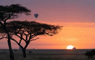Early Morning Game Drive in Tanzania