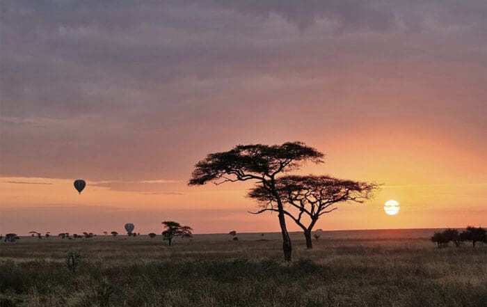 Sunset and trees in Tanzania
