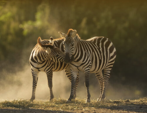 February Safari in Tanzania